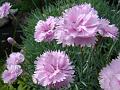 2010-0617-1555_Dianthus_22,6C